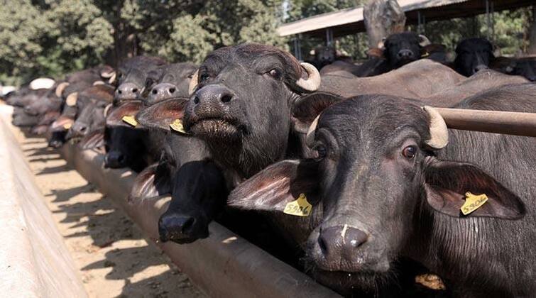 Agriculture News: Good news for animal husbandry Banasdairy hikes fate price Agriculture News:  બનાસડેરીના પશુપાલકો માટે આનંદના સમાચાર, જાણો દૂધના પ્રતિ કિલો ફેટના ભાવમાં કેટલો કરવામાં આવ્યો વધારો