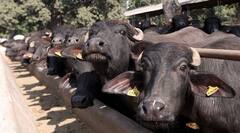 Dudhsagar Dairy : દૂધસાગર ડેરીએ પશુપાલકોને શું આપી મોટી ભેટ ? 5 લાખ પશુપાલકોને થશે ફાયદો