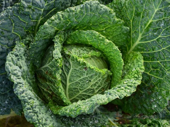 Four reasons to eat cabbage to gain healthy life అరెరే, క్యాబేజీని పక్కన పెట్టేస్తున్నారా? ఈ 4 కారణాలు తెలిస్తే అస్సలు వదిలిపెట్టరు!