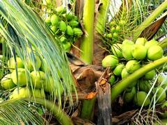 தென்னையில் ஒல்லிக்காய்களை கட்டுப்படுத்த விவசாயிகளுக்கு வேளாண் அதிகாரி உர பரிந்துரை