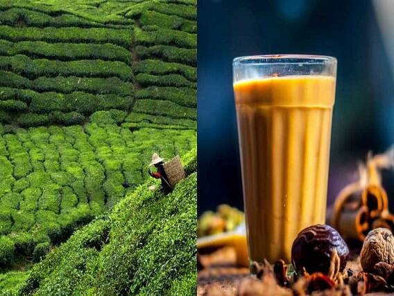 How many outsiders in India love Indian Tea or Milk Tea Tea In India :ભારતની આ ચાના વિદેશીઓ પણ દિવાના, જાણો તેની ખાસિયત