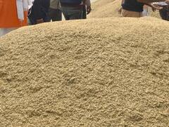 जबलपुर में घटिया क्वालिटी की धान खरीदी,चार के खिलाफ दर्ज कराई गई FIR, ऐसे चल रहा था गोरखधंधा