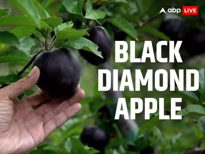 Black Diamond Apple of Tibet Known as luxury Expotic Crop sold for Rs 500 Growing in 8 years Exotic Fruits: हर 8 साल में 'ब्लैक डायमंड' उगलती हैं तिब्बत की पहाड़ियां, फिर 500 रुपये बिकता है इस वैरायटी का एक ही सेब