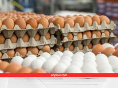 क्या अब चिकन भी MSP पर बिकेगा? पोल्ट्री बिजनेस के लिए कितना पैसा दे रही सरकार, यहां पाएं हर सवाल का जवाब