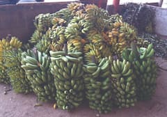 Fruit Ripening: કાચા ફળને પકાવવાની આ ટેકનિક ખેડૂતો માટે છે વરદાન, આ સ્કીમ માટે રૂપિયા પણ આપે છે સરકાર
