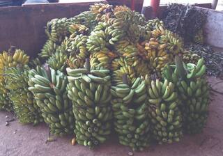 Fruit Ripening: કાચા ફળને પકાવવાની આ ટેકનિક ખેડૂતો માટે છે વરદાન, આ સ્કીમ માટે રૂપિયા પણ આપે છે સરકાર