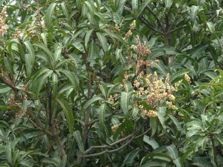 Mango farmers News Mangoes are hit by the changing climate in Ratnagiri Mango farmers : बदलत्या वातावरणाचा हापूसला फटका, आंब्याची फळ प्रक्रिया विस्कळीत; लाखो हेक्टरवरील पीक धोक्यात 