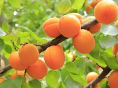 तेलंगाना के तंदूर रेडग्राम और लद्दाख की खुबानी को मिला जीआई टैग