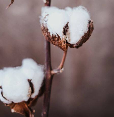 कापूस उत्पादकांची एकी, जळगावमधील जीनिंग आणि प्रेसिंग उद्योगाला फटका