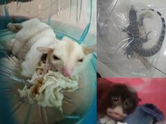 குரங்கு குட்டிகள்.. ரகசிய அறைகள்.. சென்னை விமான நிலையத்திலிருந்து அதிர்ச்சி ரிப்போர்ட்.. நடந்தது என்ன?