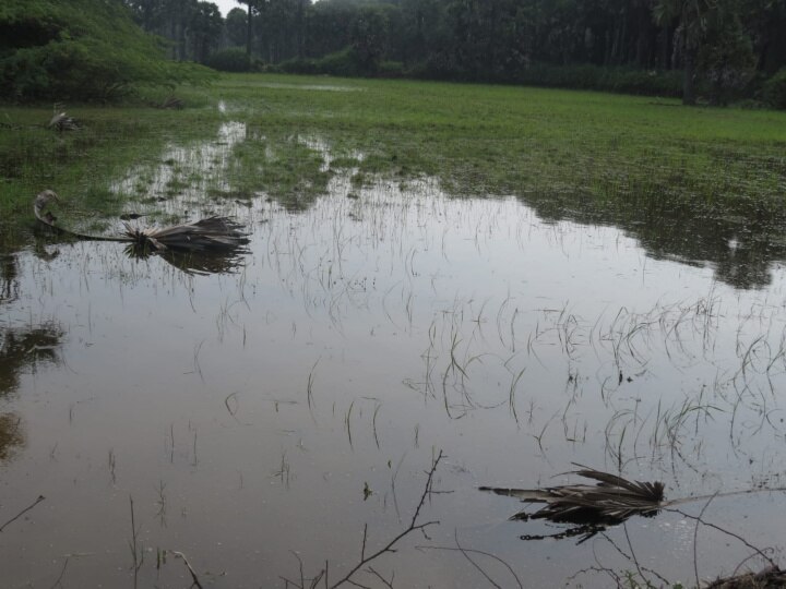 Nagapattinam : மாண்டஸ் புயல் காரணமாக  விளைநிலங்களுக்குள் புகுந்த கடல்நீர்; விவசாயிகள் வேதனை!