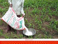 इस राज्य में कम पहुंचा यूरिया, 260 की बोरी 400 रुपये में बिक रही, खरीदारों की लगी कतार