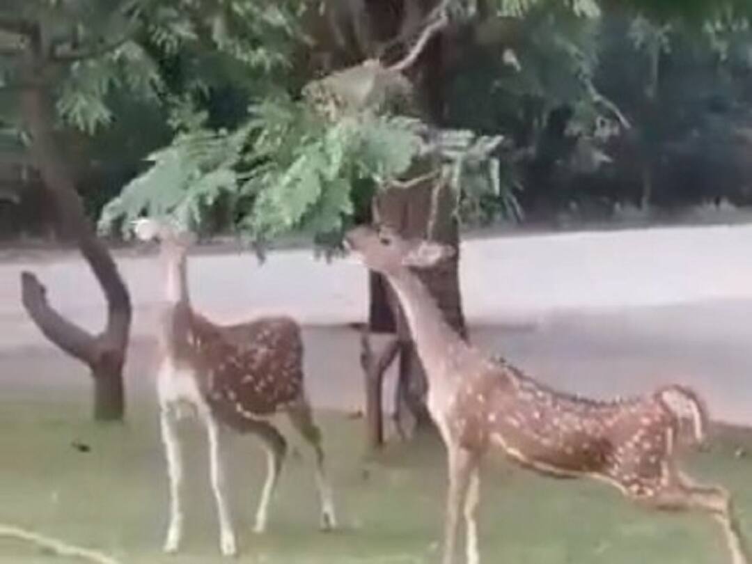 Monkey Helping Two Deer to Eat Leaves Video Goes viral Monkey Helping Video: జింకలు ఆకులు తినేందుకు సాయం చేస్తున్న వానరం - వీడియో వైరల్