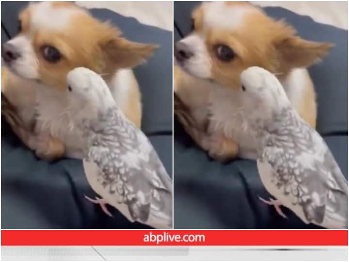 parrot sings Christmas song Santa song  while flirting dog viral video तोते ने गाया 