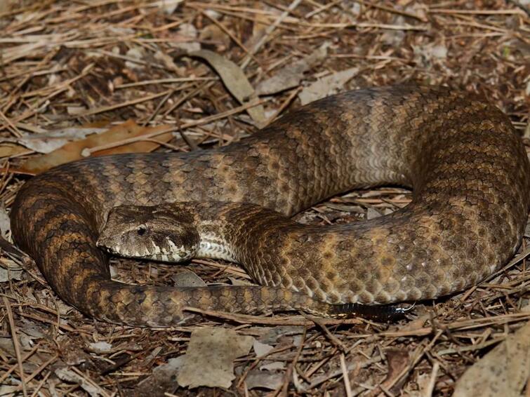 Snakes Have Heart Shaped Clitorises Researchers Provide First Description Of The Organ In Serpents Snakes Have Heart-Shaped Clitorises, Researchers Provide First Description Of The Organ In Serpents