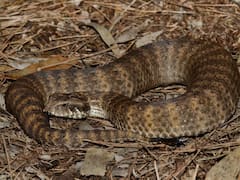 Snakes Have Heart-Shaped Clitorises, Researchers Provide First Description Of The Organ In Serpents
