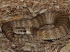 Snakes Have Heart-Shaped Clitorises, Researchers Provide First Description Of The Organ In Serpents