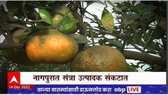 Orange Farm Special Report : विदर्भात संत्रा उत्पादक आणि व्यापारी चिंतेत, कोळशी रोगाचा प्रादुर्भाव