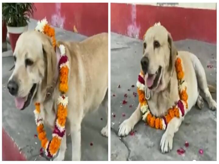 Uttar Pradesh Railway Protection Force RPF dog retired after 7 years of service - Watch Video Watch Video: ரயில்வே படையில் இருந்து ஓய்வு பெற்ற மோப்பநாய்..! மாலை அணிவித்து வழியனுப்பிய அதிகாரிகள்..! வைரல் வீடியோ...