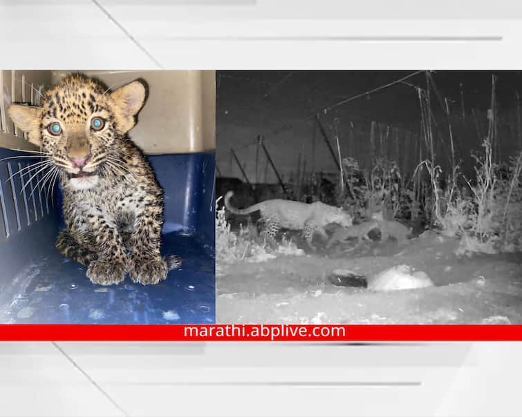 maharashtra news nashik news leopard-cub-reunited-its-mother in nashik cctv Nashik Leopard : वाट चुकलं, विहिरीत पडलं, अवघ्या चाळीस मिनिटांत झाली आई-पिल्लाची हृदयस्पर्शी भेट!