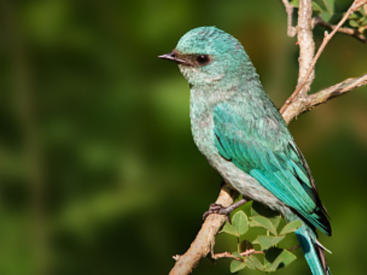 Bird Watching At Pangot (Image Source: Getty)