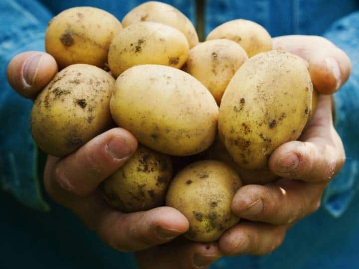 आलू खाकर भी तेजी से घटाया जा सकता है वजन, जानें क्या है Potato diet plan?