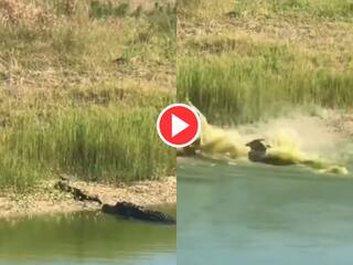 Video: चुपके से किनारे पर बैठे अजगर के करीब पहुंचा मगरमच्छ, मुंह खोला और एक झटके में दबोच लिया