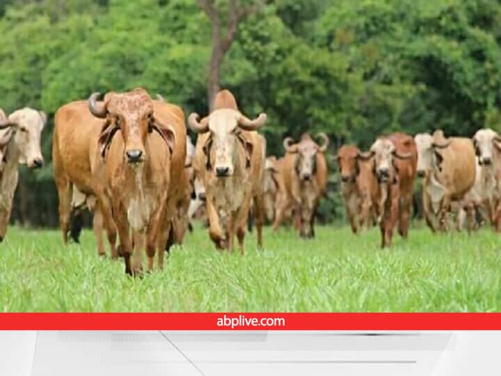 Gir cows in Rajasthan Agreement has been signed to increase the number Gir Cow Farming: यहां सरकार के नए कदम से बढ़ेगी पशुपालकों की आय, ये है खास प्लान