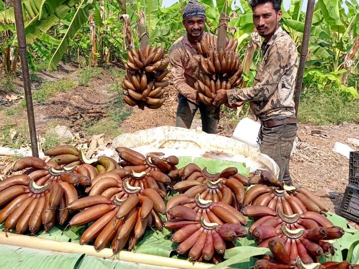 रोज दोन लाल केळी खाल्ल्याने कॅन्सर, हृदय विकार , मधुमेह, डोळ्यांचे विकार हे आजार दूर ठेवण्यासाठी अतिशय फायदेशीर असल्याचं मानलं जातं.