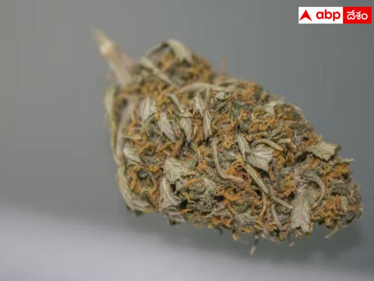 Tukarangate police arrested a man who was working as a Zomato delivery boy and was selling ganja dnn స్వీట్ అమ్ముతున్న డెలివరీ బాయ్‌ను అరెస్టు చేసిన పోలీసులు! కొన్నవాళ్లకు కూడా తప్పని చిక్కులు!