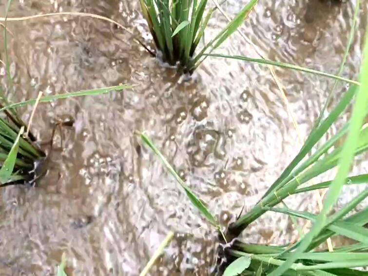 mayiladuthurai: Water gushing in the field near Mayiladuthurai Farmers fear TNN மயிலாடுதுறை அருகே வயலில் பொங்கி வரும் தண்ணீர் - விவசாயிகள் அச்சம்!