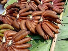 PHOTO : करमाळ्यात लाल आणि इलायची केळीचं उत्पादन, इंजिनिअर तरुणाची यशोगाथा