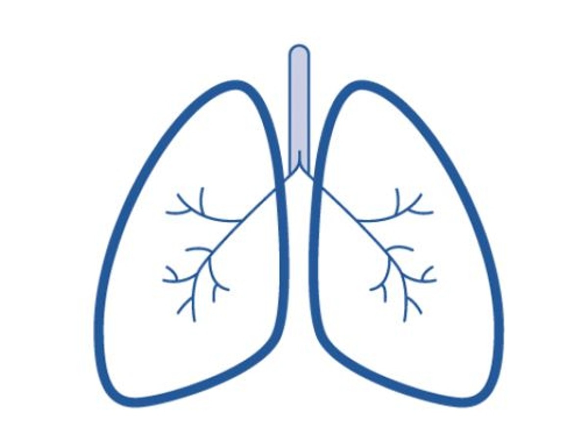 Simple Lung Craft For Preschoolers To Learn About The Human Body
