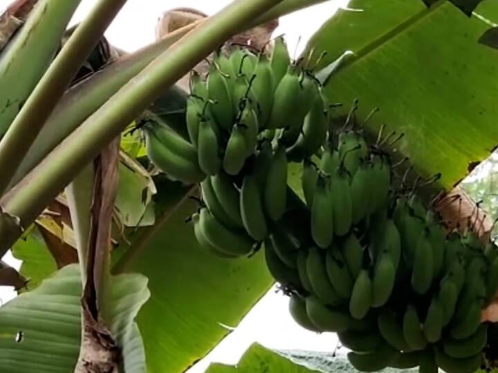 यानंतर अभिजीतने ही वेलची केळी 30 एकरात केली आणि दर दहा महिन्यांनी दीड कोटींपेक्षा अधिक उत्पन्न मिळू लागले.