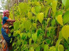 வெற்றிலை தின்றால் வாய் சிவப்பாவதுபோல, வாழ்க்கையும் சிறக்கவைக்கும் வெற்றிலை விற்பனை.. ஒரு பார்வை