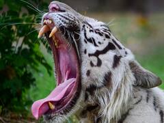 महाराष्ट्रः बाघ के हमले में महिला की मौत, दो दिन में तीसरी घटना, इस साल गई 50 की जान