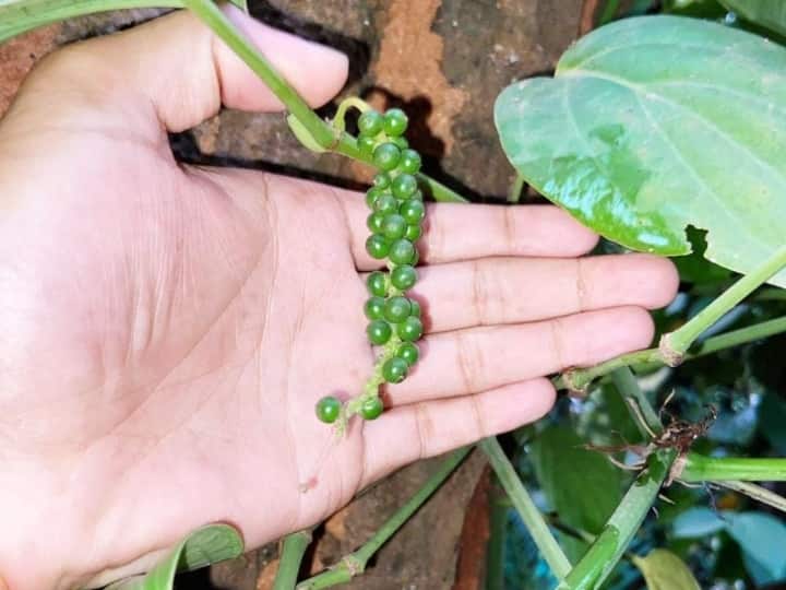 Chhattisgarh forest department happy black pepper cultivation in Bastar