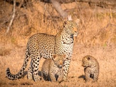 Leopard Cubs Found In Nashik Farm Reunited With Mother: Watch