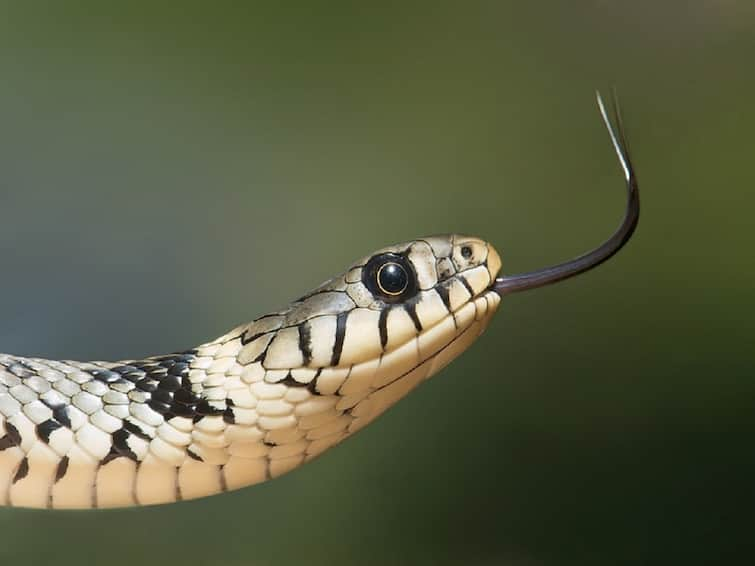 Snake Byte: पहली बार सांप ने काटा तो बच गया, 6 दिन बाद फिर उसी ने डसा, इस बार हो गई मौत