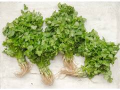 Home Remedy: जाणून घ्या कोथिंबीरचे फायदे; वाचा सविस्तर!