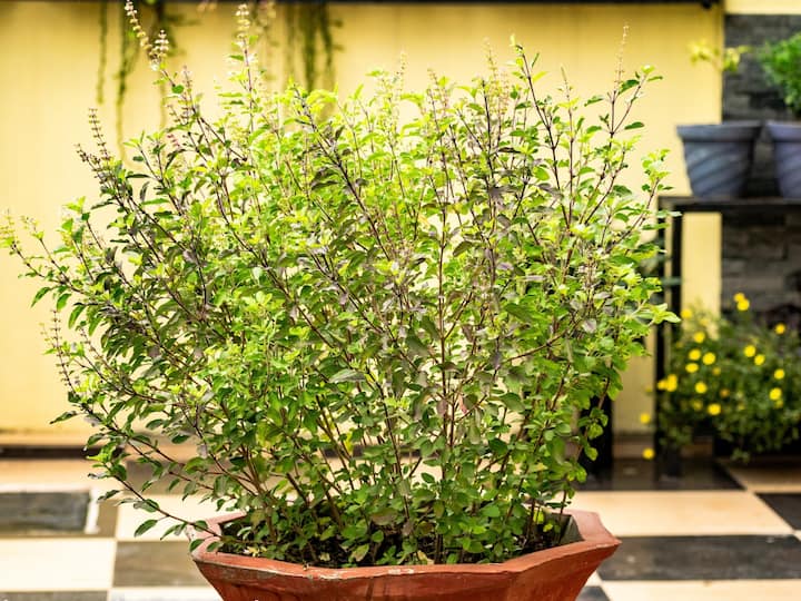 do not keep these things with tulsi plants Tulasi Plant: తులసి మొక్క దగ్గర ఈ వస్తువులు ఉంచుతున్నారా? అయితే, కష్టాలకు వెల్‌కమ్ చెప్పినట్లే!
