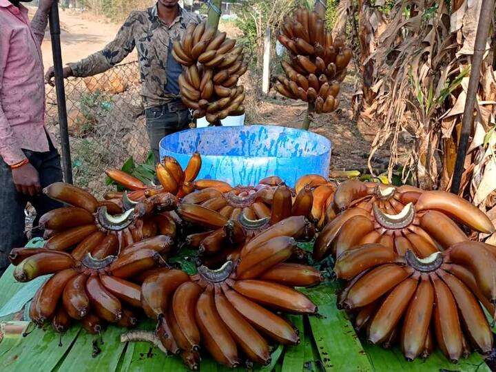याशिवाय पचनसंस्था अत्यंत परिणामकारक चालण्याचे कामही या लाल केळ्यांमुळे होते. त्यामुळेच या केळ्यांना उच्चभ्रू वर्गात फार मोठी मागणी आहे.