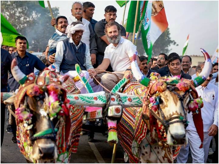 Bharat Jodo Yatra: राजस्थान में किसान परिवार के साथ राहुल गांधी ने काटी कुट्टी, अशोक गहलोत ने दिया साथ