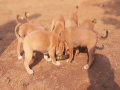 Crime: பதறவைத்த கொடூரம்.. போதையில் அராஜகம்... நாய்க்குட்டிகளின் காதை வெட்டி, உப்பு தடவி சாப்பிட்ட இளைஞர்கள்..