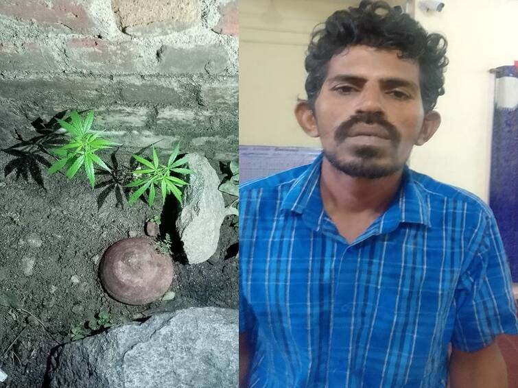 Villupuram: Man arrested for growing ganja plant in house garden in Tindivanam TNN வீட்டு தோட்டத்தில் கஞ்சா செடி வளர்த்த நபர் கைது -  திண்டிவனத்தில் பரபரப்பு