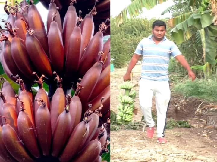 Solapur Agriculture News Successful experiment of red banana elaichi banana in Karmala  Success Story of young engineer Abhijeet Patil Agriculture Success Story : लाल केळीचा करमाळ्यात यशस्वी प्रयोग, लाखोंचं उत्पन्न; सिव्हिल इंजिनिअर तरुणाची यशोगाथा