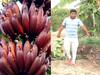 Agriculture Success Story : लाल केळीचा करमाळ्यात यशस्वी प्रयोग, लाखोंचं उत्पन्न; सिव्हिल इंजिनिअर तरुणाची यशोगाथा