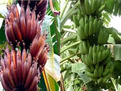 PHOTO : करमाळ्यात लाल आणि इलायची केळीचं उत्पादन, इंजिनिअर तरुणाची यशोगाथा