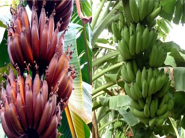 Agriculture News : लाल केळी आणि इलायची केळी आता करमाळ्यात वाशिंबे इथे उत्पादित होऊ लागली. कर्नाटक आणि तामिळनाडूचे मक्तेदारी मोडत महाराष्ट्रातील प्रयोग यशस्वी ठरला आहे.