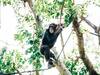 Humans May Have Started To Walk Upright In Trees, Not On The Ground: Study
